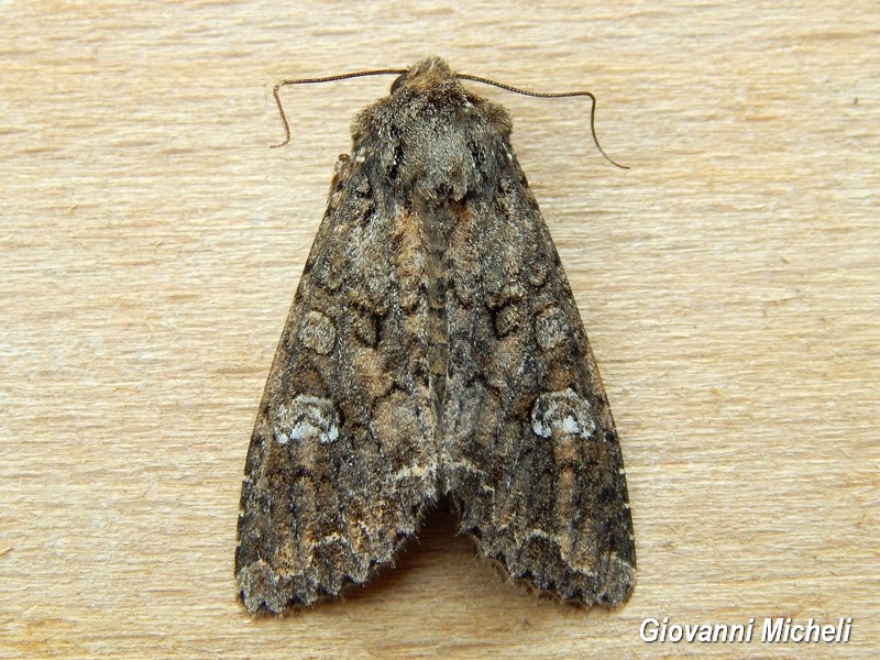 Mamestra brassicae ? S�